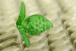 herbalsupplement1
